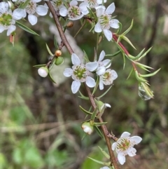 Leptospermum continentale (Prickly Teatree) at Lower Cotter Catchment - 26 Dec 2022 by JaneR