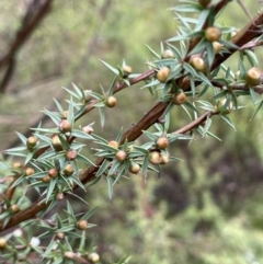 Leptospermum continentale at Cotter River, ACT - 26 Dec 2022 04:17 PM