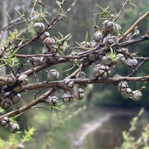 Leptospermum continentale at Cotter River, ACT - 26 Dec 2022 04:17 PM