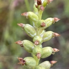 Microtis sp. (Onion Orchid) at Cotter River, ACT - 26 Dec 2022 by JaneR