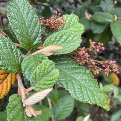 Pomaderris aspera (Hazel Pomaderris) at Cotter River, ACT - 26 Dec 2022 by JaneR