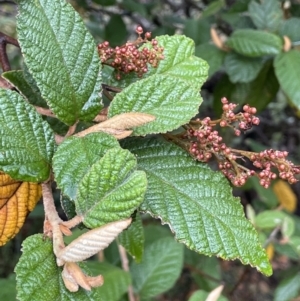 Pomaderris aspera at Cotter River, ACT - 26 Dec 2022