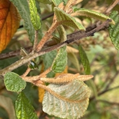 Pomaderris aspera at Cotter River, ACT - 26 Dec 2022 04:02 PM