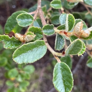 Pomaderris subcapitata at Cotter River, ACT - 26 Dec 2022