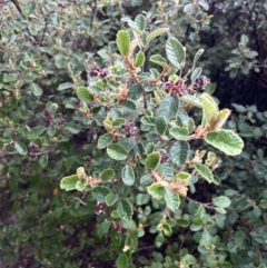 Pomaderris subcapitata at Cotter River, ACT - 26 Dec 2022