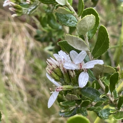 Olearia myrsinoides (Blush Daisy Bush) at Cotter River, ACT - 26 Dec 2022 by JaneR