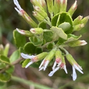 Olearia myrsinoides at Cotter River, ACT - 26 Dec 2022