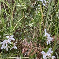 Olearia myrsinoides at Cotter River, ACT - 26 Dec 2022