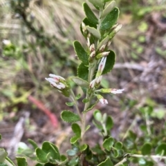 Olearia myrsinoides at Cotter River, ACT - 26 Dec 2022