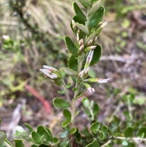 Olearia myrsinoides at Cotter River, ACT - 26 Dec 2022