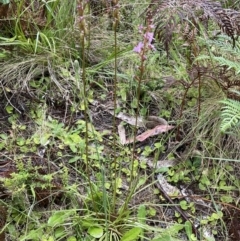Stylidium graminifolium (Grass Triggerplant) at Lower Cotter Catchment - 26 Dec 2022 by JaneR