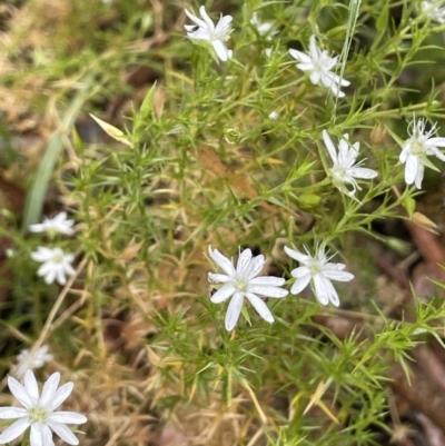 Stellaria pungens (Prickly Starwort) at Lower Cotter Catchment - 26 Dec 2022 by JaneR