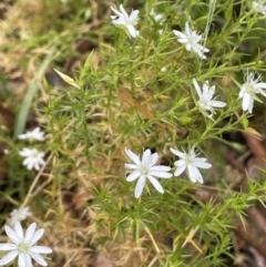 Stellaria pungens (Prickly Starwort) at Cotter River, ACT - 26 Dec 2022 by JaneR