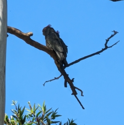 Callocephalon fimbriatum (Gang-gang Cockatoo) at Phillip, ACT - 26 Dec 2022 by stofbrew