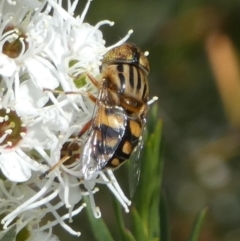 Eristalinus punctulatus (Golden Native Drone Fly) at Bicentennial Park - 22 Dec 2022 by Paul4K