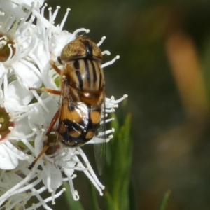Eristalinus punctulatus at Queanbeyan West, NSW - 23 Dec 2022