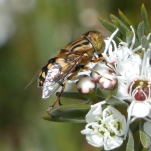 Eristalinus punctulatus at Queanbeyan West, NSW - 23 Dec 2022