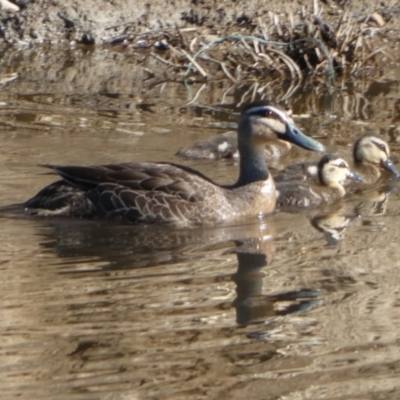 Anas superciliosa (Pacific Black Duck) at Central Molonglo - 24 Dec 2022 by Paul4K