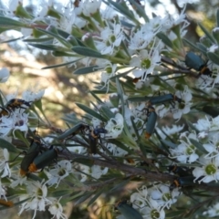 Chauliognathus lugubris at Queanbeyan West, NSW - 27 Dec 2022