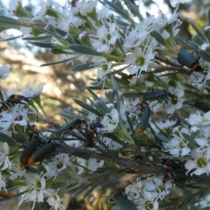 Chauliognathus lugubris at Queanbeyan West, NSW - 27 Dec 2022