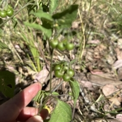 Solanum nigrum (Black Nightshade) at Molonglo Valley, ACT - 26 Dec 2022 by lbradley