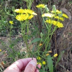 Crepis capillaris (Smooth Hawksbeard) at Hawker, ACT - 24 Dec 2022 by sangio7