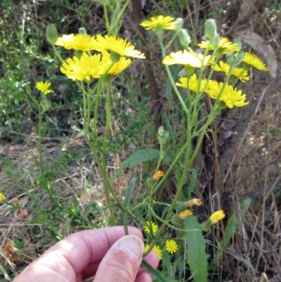 Crepis capillaris (Smooth Hawksbeard) at Hawker, ACT - 24 Dec 2022 by sangio7