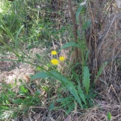 Crepis capillaris at Hawker, ACT - 24 Dec 2022