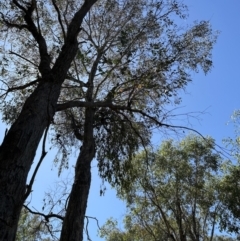 Amyema sp. (Mistletoe) at Aranda Bushland - 27 Dec 2022 by lbradley