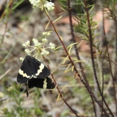 Eutrichopidia latinus (Yellow-banded Day-moth) at High Range - 16 Dec 2022 by GlossyGal