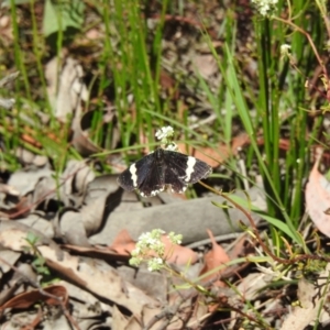 Eutrichopidia latinus at High Range, NSW - 16 Dec 2022