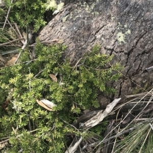 Podocarpus lawrencei at Cotter River, ACT - 6 Dec 2022 04:04 PM