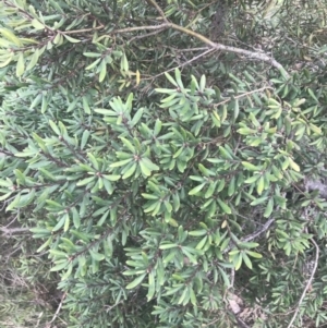 Persoonia subvelutina at Cotter River, ACT - 6 Dec 2022