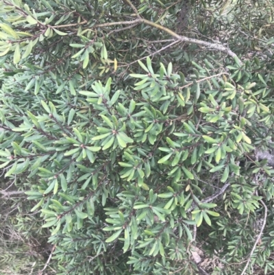 Persoonia subvelutina (Velvety Geebung) at Cotter River, ACT - 6 Dec 2022 by Tapirlord