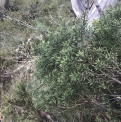 Persoonia subvelutina at Cotter River, ACT - 6 Dec 2022 02:49 PM