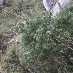 Persoonia subvelutina at Cotter River, ACT - 6 Dec 2022