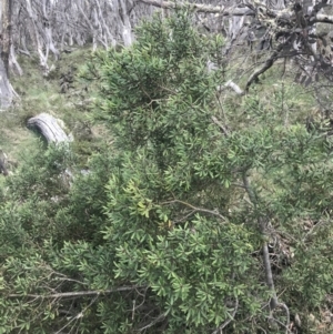 Persoonia subvelutina at Cotter River, ACT - 6 Dec 2022