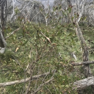 Acacia melanoxylon at Cotter River, ACT - 6 Dec 2022