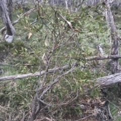 Acacia melanoxylon at Cotter River, ACT - 6 Dec 2022