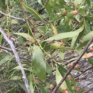 Acacia melanoxylon at Cotter River, ACT - 6 Dec 2022