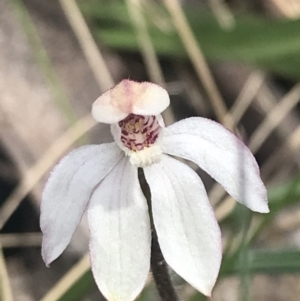 Caladenia alpina at Cotter River, ACT - 6 Dec 2022