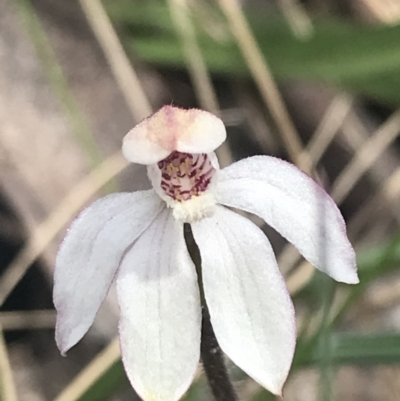 Caladenia alpina (Mountain Caps) at Namadgi National Park - 6 Dec 2022 by Tapirlord