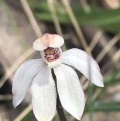 Caladenia alpina at Cotter River, ACT - 6 Dec 2022