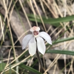 Caladenia alpina at Cotter River, ACT - 6 Dec 2022