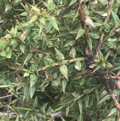 Daviesia ulicifolia subsp. ruscifolia (Broad-leaved Gorse Bitter Pea) at Namadgi National Park - 6 Dec 2022 by Tapirlord