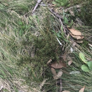 Daviesia ulicifolia subsp. ruscifolia at Cotter River, ACT - 6 Dec 2022