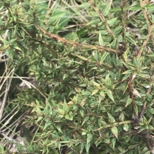 Daviesia ulicifolia subsp. ruscifolia at Cotter River, ACT - 6 Dec 2022