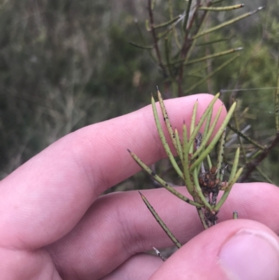 Hakea lissosperma (Needle Bush) at Namadgi National Park - 6 Dec 2022 by Tapirlord