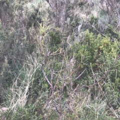 Hakea microcarpa at Cotter River, ACT - 6 Dec 2022 02:37 PM