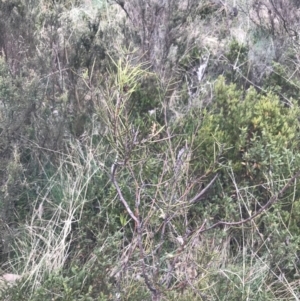 Hakea microcarpa at Cotter River, ACT - 6 Dec 2022 02:37 PM